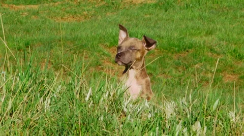 Cute puppy Stock Footage 4280357