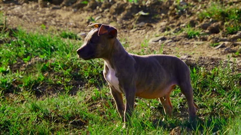 Cute puppy Stock Footage 4280400