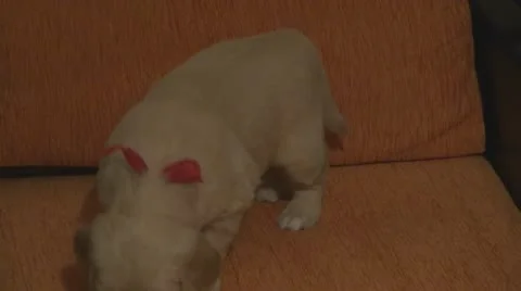 A cute puppy Vídeos de archivo 10562351