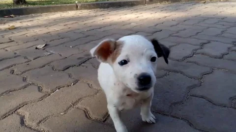 Cute Puppy Stock Footage 84135498