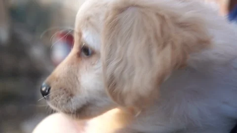 Cute puppy 库存影片 106097070