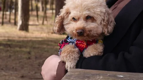 Cute puppy Stock Footage 151646673