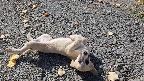 A cute puppy Stock Footage 293902194