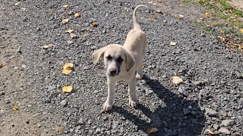 A cute puppy Stock Footage 293902397