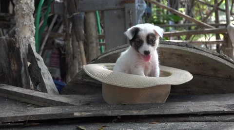 Cute puppy in a hat. Видео 57678691
