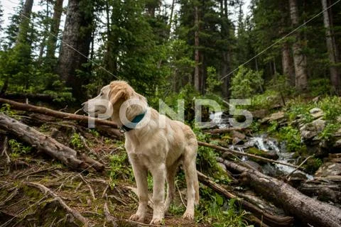 A cute puppy on a hike in Colorado Stock Photos