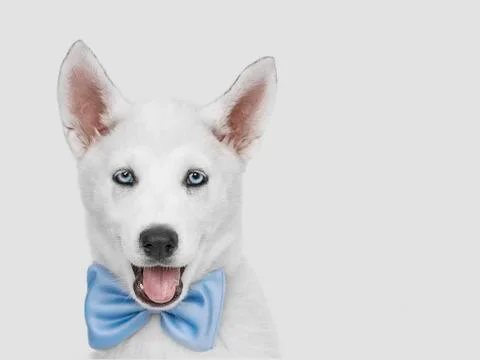 Cute puppy husky dog dressed up for tag party. studio shot Stock Photos