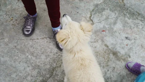 Cute puppy joyfully played with a kid Stock Footage 108564206