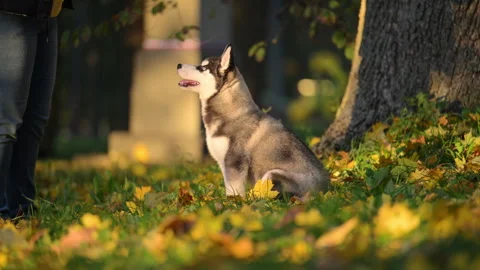 Cute puppy learning commands outdoors, ideal for pet care and training themes. Stock Footage 336326688