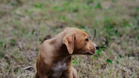 Cute puppy looking around close up Stock Footage 101959949