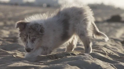 Cute Puppy Looking at The Camera And Digging Stock Footage 84902941