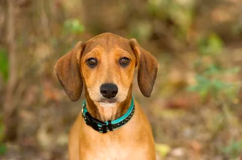 Cute Puppy Looking Stock Photos