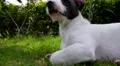Cute Puppy Lying in Fresh Summer Grass. Slow Motion. HD Footage