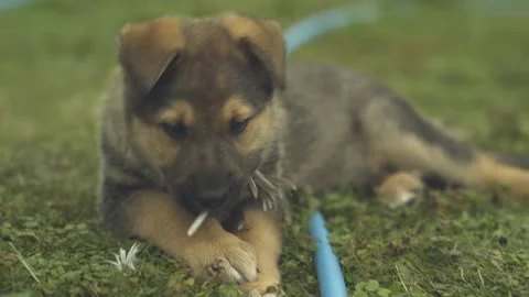 Cute puppy lying on the grass and chewing on a goose feather. Video stock 247518419