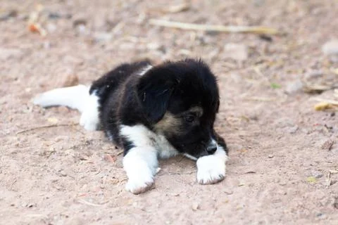 Cute puppy lying on the ground Stock Photos