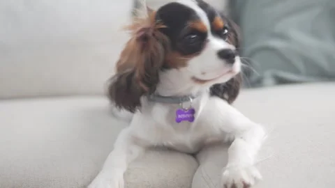 A cute puppy is lying on a light-colored sofa. The dog appears relaxed and is Stock Footage 312439851