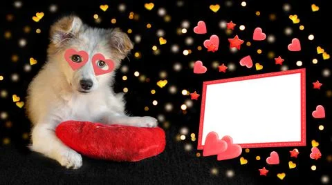 A cute puppy is lying on a red pillow on a black background with a bokeh and a 写真素材