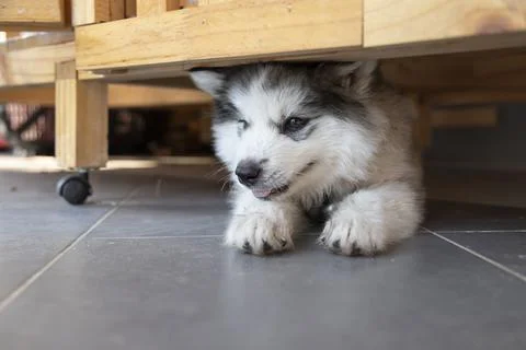 A cute puppy lying under the table. Stock Photos