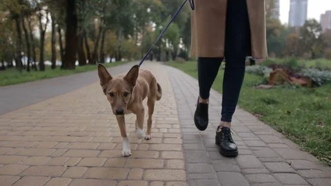Cute puppy with owner walking in autumn park Stock Footage 81651253