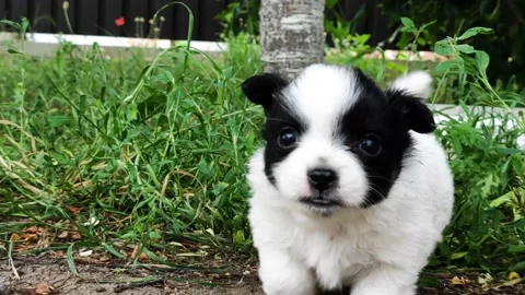 Cute puppy paw come close to camera and sniff it Stock Footage 200814830