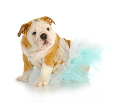 Cute puppy Stock Photos