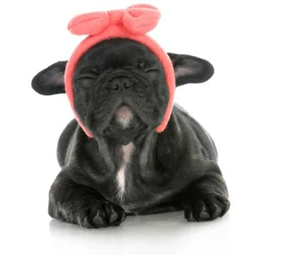 Cute puppy Stock Photos