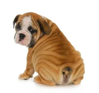 Cute puppy Stock Photos