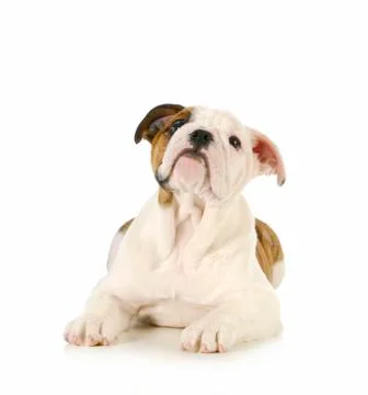 Cute puppy Stock Photos