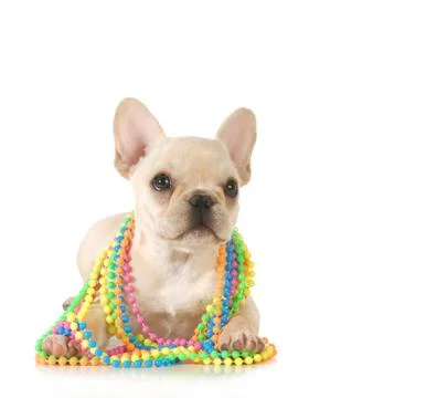 Cute puppy Foto stock