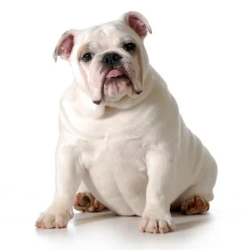 Cute puppy Stock Photos