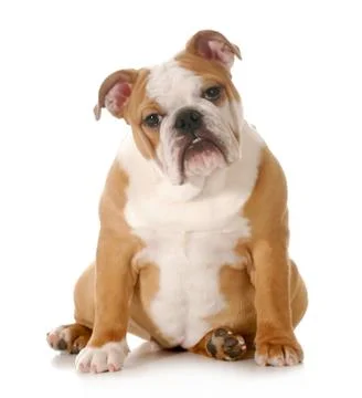 Cute puppy Stock Photos