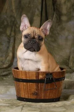 Cute puppy Stock Photos