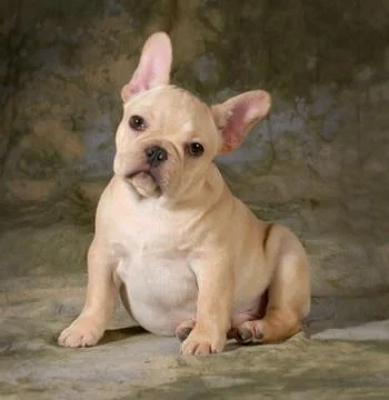 Cute puppy Stock Photos