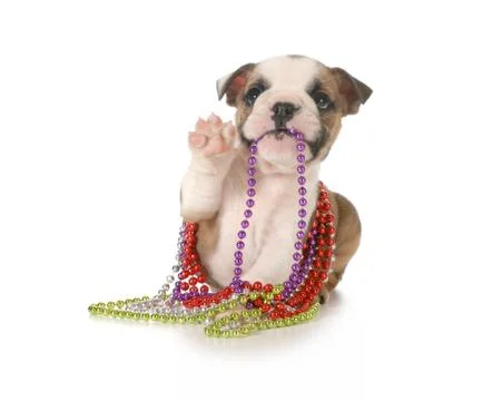 Cute puppy Stock Photos