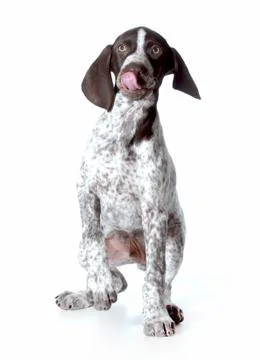 Cute puppy Stock Photos