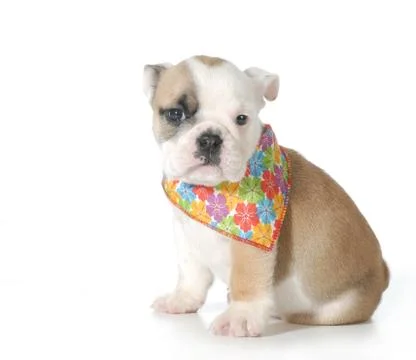 Cute puppy Stock Photos