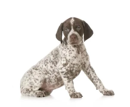 Cute puppy Stock Photos