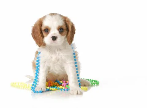 Cute puppy Stock Photos