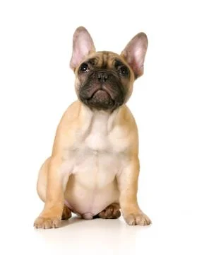 Cute puppy Foto stock
