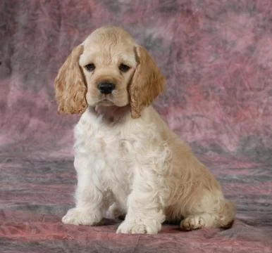 Cute puppy Stock Photos