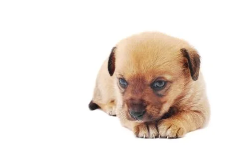 Cute puppy Stock Photos
