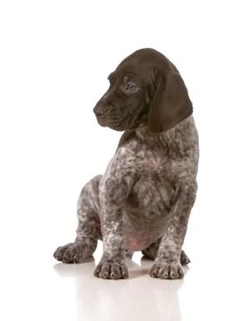 Cute puppy Stock Photos