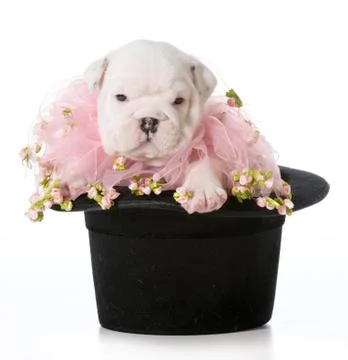 Cute puppy Stock Photos