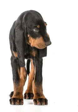 Cute puppy Stock Photos