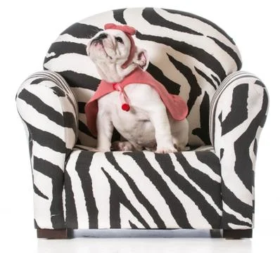 Cute puppy Stock Photos