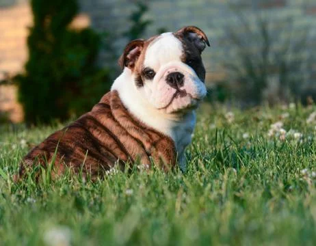 Cute puppy Stock Photos