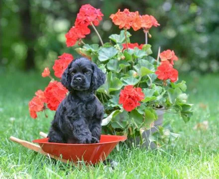 Cute puppy Stock Photos