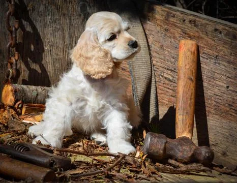 Cute puppy Foto stock