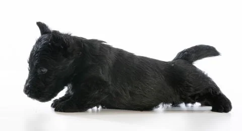 Cute puppy Stock Photos