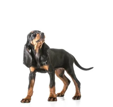 Cute puppy Stock Photos